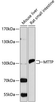 Western blot