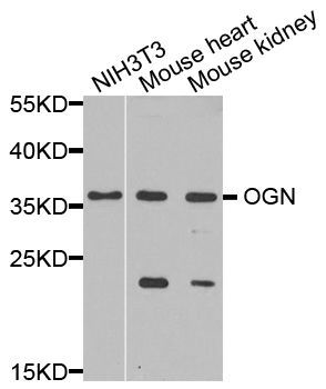 Western blot - OGN antibody (144-06679)
