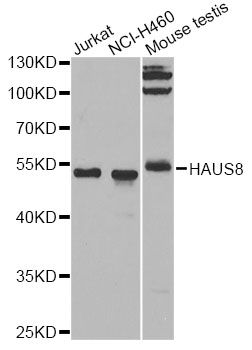 Western blot - HAUS8 antibody (144-07847)