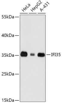 Western blot