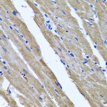 Immunohistochemistry - DFNA5 antibody (144-07432)
