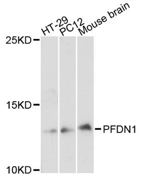 Western blot - PFDN1 antibody (144-08681)
