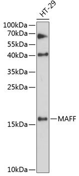 Western blot