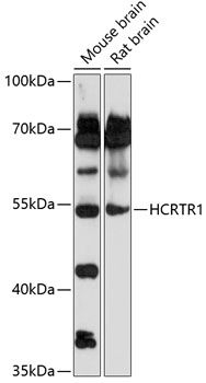 Western blot