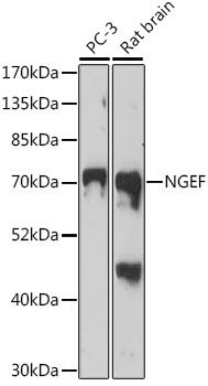 Western blot