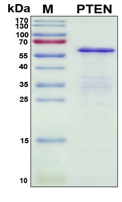 SDS-PAGE