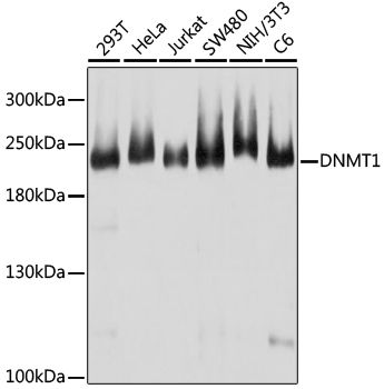 Western blot