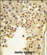 IHC-P