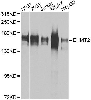 Western blot - EHMT2 Polyclonal Antibody (144-01247)
