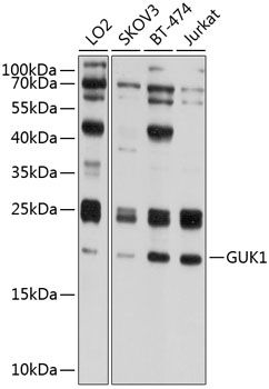 Western blot