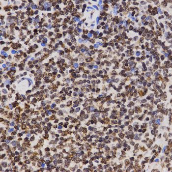 Immunohistochemistry - MonoMethyl-Histone H3-K4 antibody (144-61339)