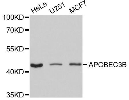 Western blot - APOBEC3B antibody (144-09010)