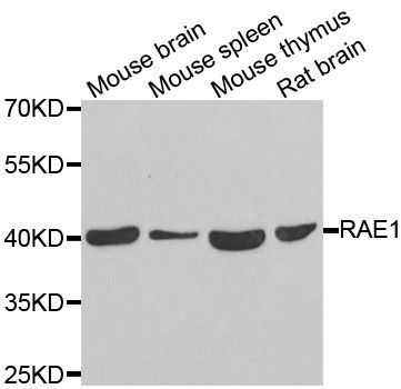 Western blot - RAE1 antibody (144-06713)