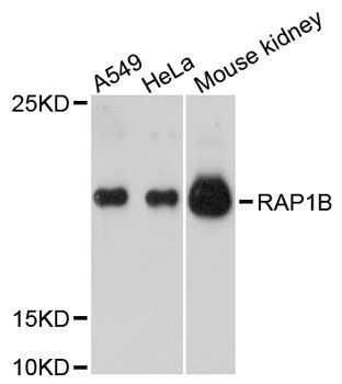 Western blot - RAP1B antibody (144-12925)