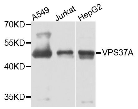 Western blot - VPS37A antibody (144-07853)