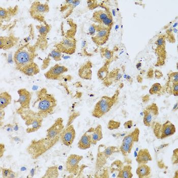 Immunohistochemistry - BTD antibody (144-06284)