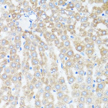 Immunohistochemistry - CYCS antibody (144-60334)