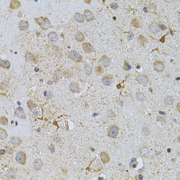 Immunohistochemistry - NAT8 antibody (144-07759)