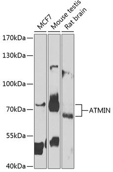 Western blot
