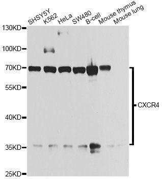 Western blot - CXCR4 antibody (144-01303)