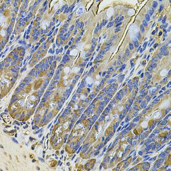 Immunohistochemistry - NAA50 Antibody (144-07387)