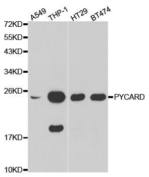 Western blot - PYCARD antibody (144-01170)