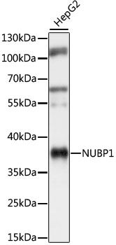 Western blot