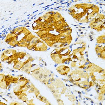 Immunohistochemistry - DBH antibody (144-02711)
