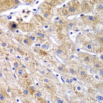 Immunohistochemistry - DPP3 antibody (144-60318)