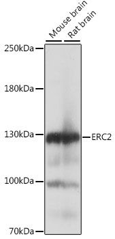 Western blot - ERC2 antibody (144-015810)