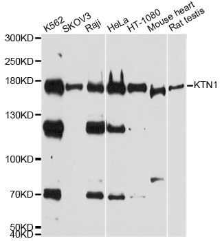 Western blot - KTN1 antibody (144-012456)