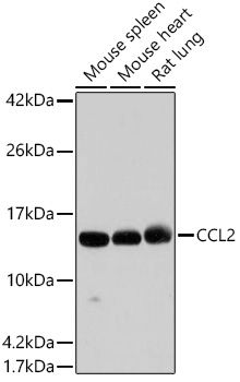 Western blot