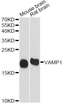 Western blot - VAMP1 Polyclonal Antibody (144-08877)