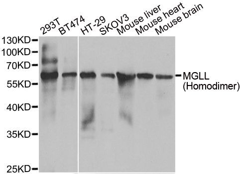 Western blot - MGLL antibody (144-06654)