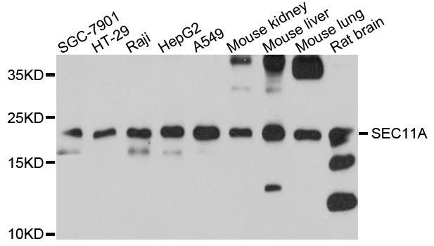 Western blot - SEC11A Polyclonal Antibody (144-10552)