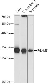 Western blot