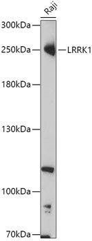 Western blot