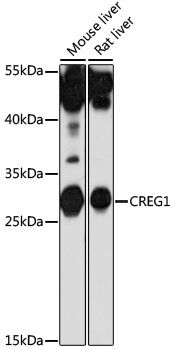 Western blot
