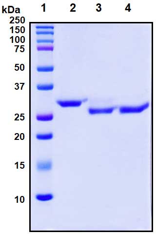 SDS-PAGE