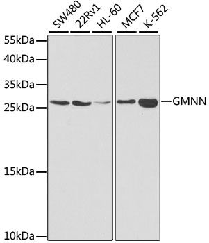 Western blot - GMNN antibody (144-05316)