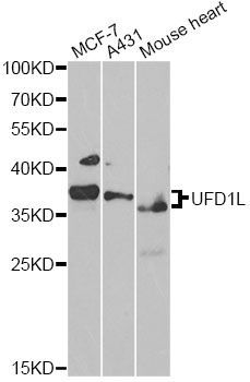 Western blot - UFD1L Polyclonal Antibody (144-61362)