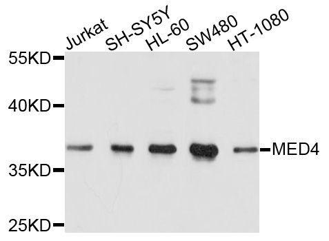 Western blot - MED4 antibody (144-09150)