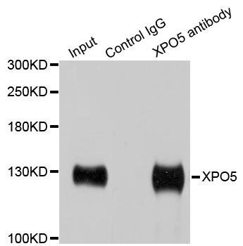 Immunoprecipitation - XPO5 Polyclonal Antibody (144-06790)