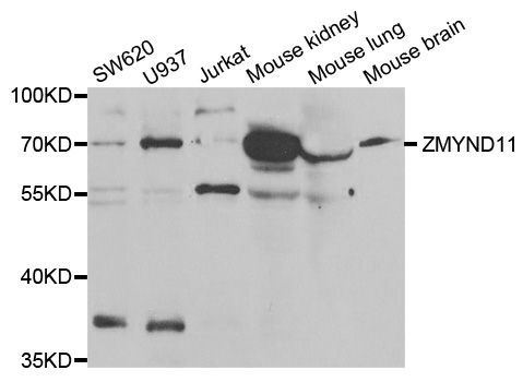 Western blot - ZMYND11 antibody (144-06327)