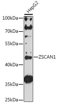 Western blot