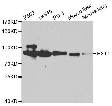 Western blot - EXT1 Polyclonal Antibody (144-02030)