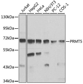 Western blot - PRMT5 antibody (144-01520)