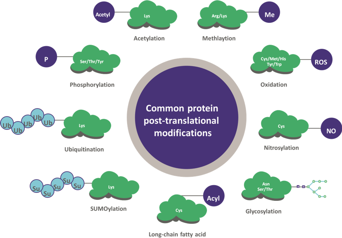 Common protein post-translational modifications overview