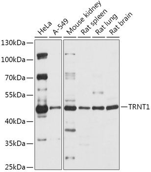 Western blot