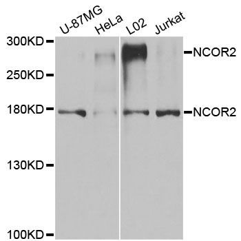 Western blot - NCOR2 antibody (144-08388)
